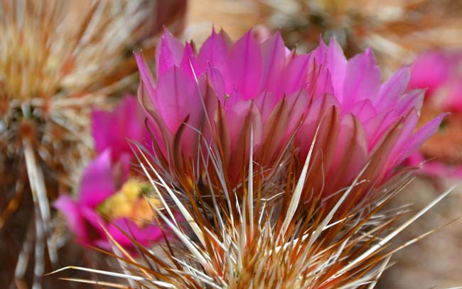 Engelmann's Hedgehog Cactus is one of the showiest Hedgehog cacti with large, showy bright rose-pink to magenta. Flowers are short-funnel to bell-shaped. Echinocereus engelmannii 